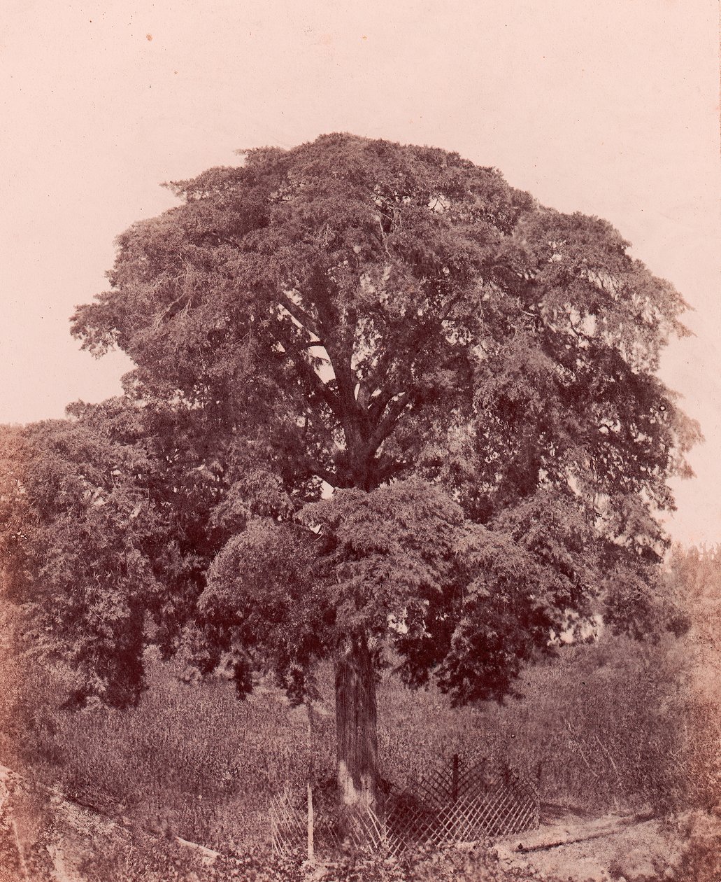 trestudie, 1850-53. av Edward King Tenison