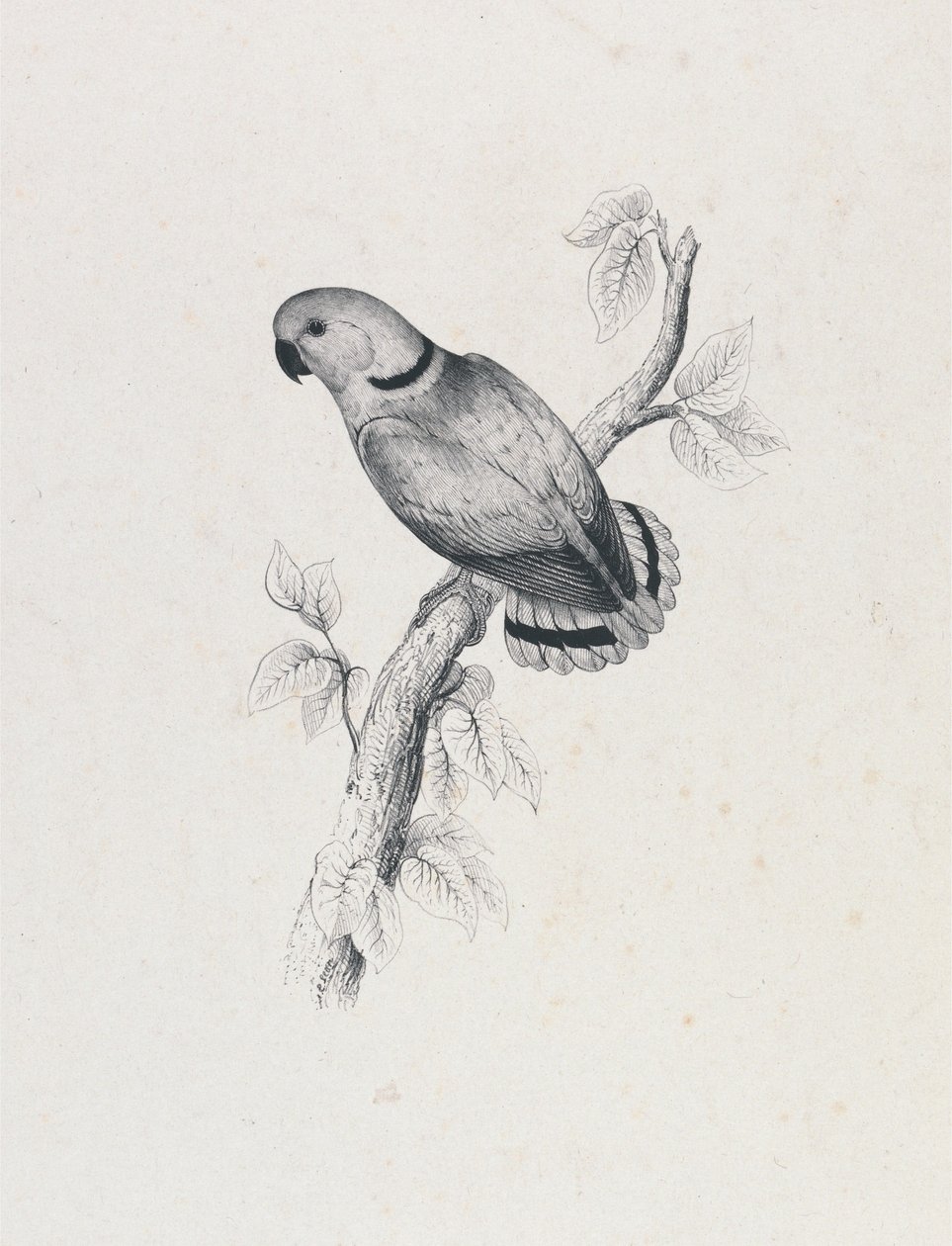 (Swinderns papegøye) (Tavle 42) av Edward Lear