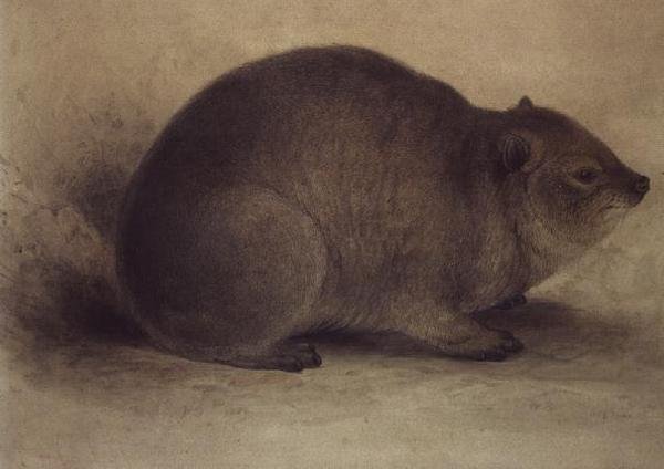 En Rock Hyrax av Edward Lear