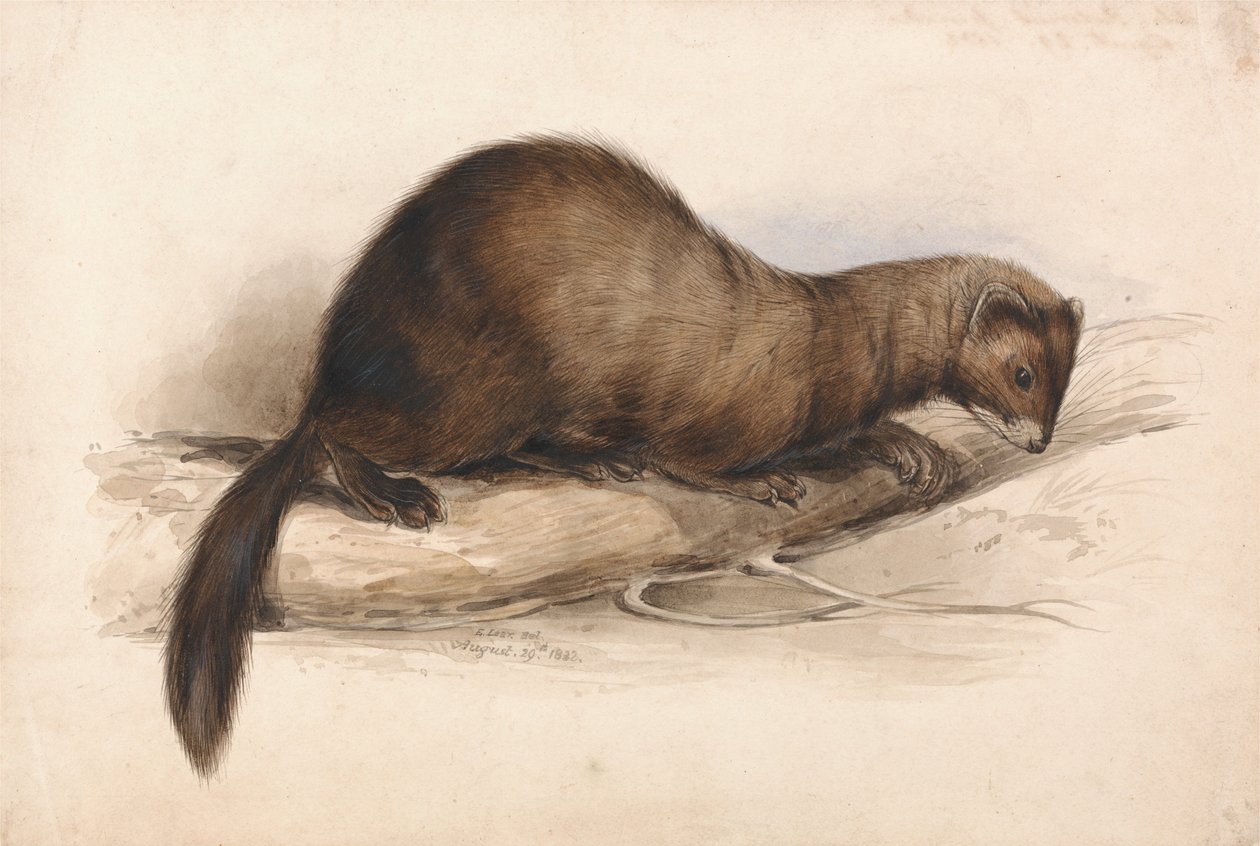 En weasel av Edward Lear