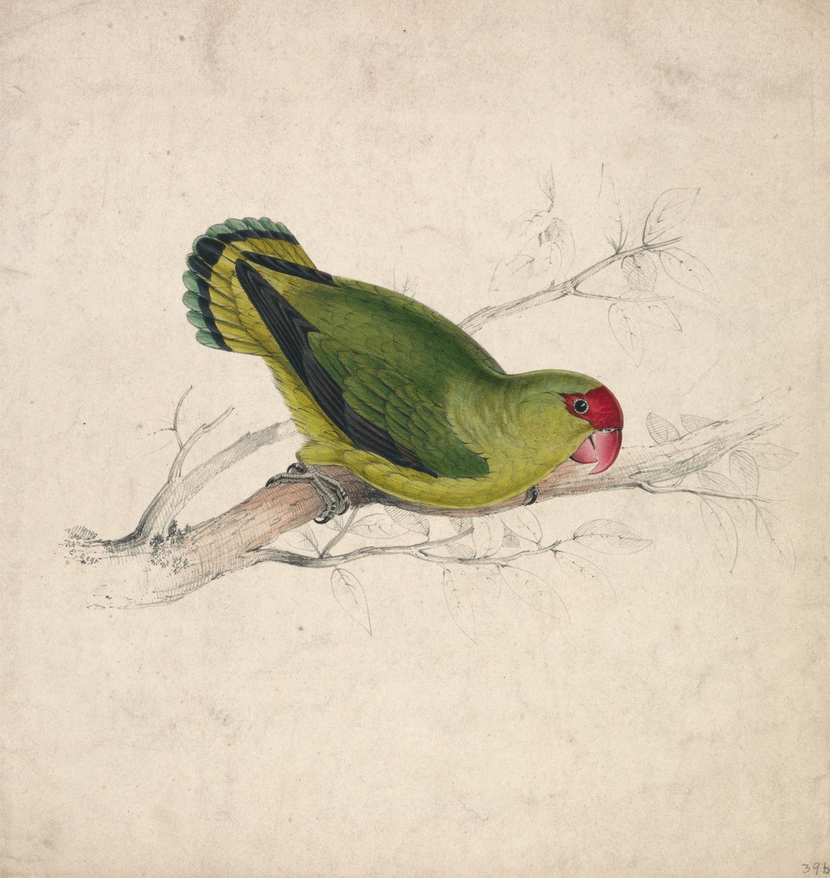 Abessinsk papegøye (plate 39) av Edward Lear