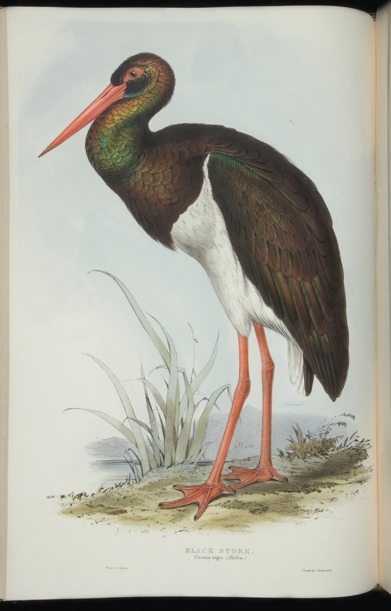 Black Stork, fra "The Birds of Europe" av John Gould av Edward Lear