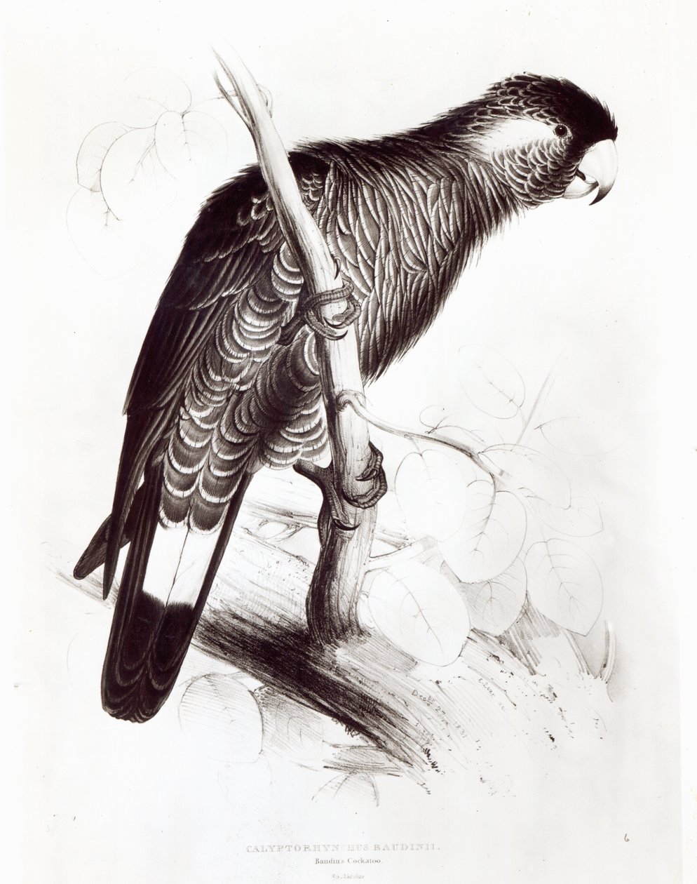 Calyptorhynchus Baudinii, eller Baudins kakadu, 1832 (litho) (bw-bilde) av Edward Lear