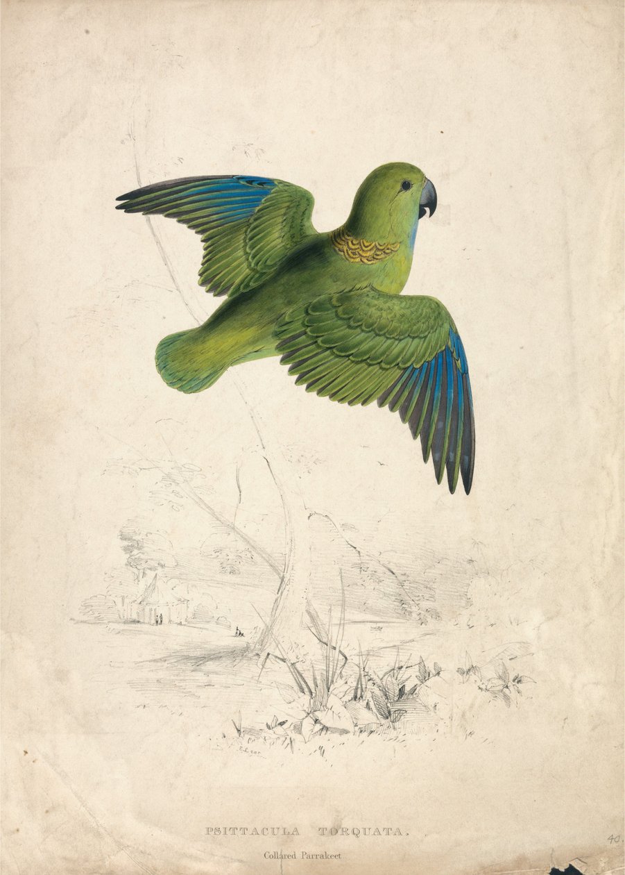 Halsbåndpapegøye (plate 40) av Edward Lear