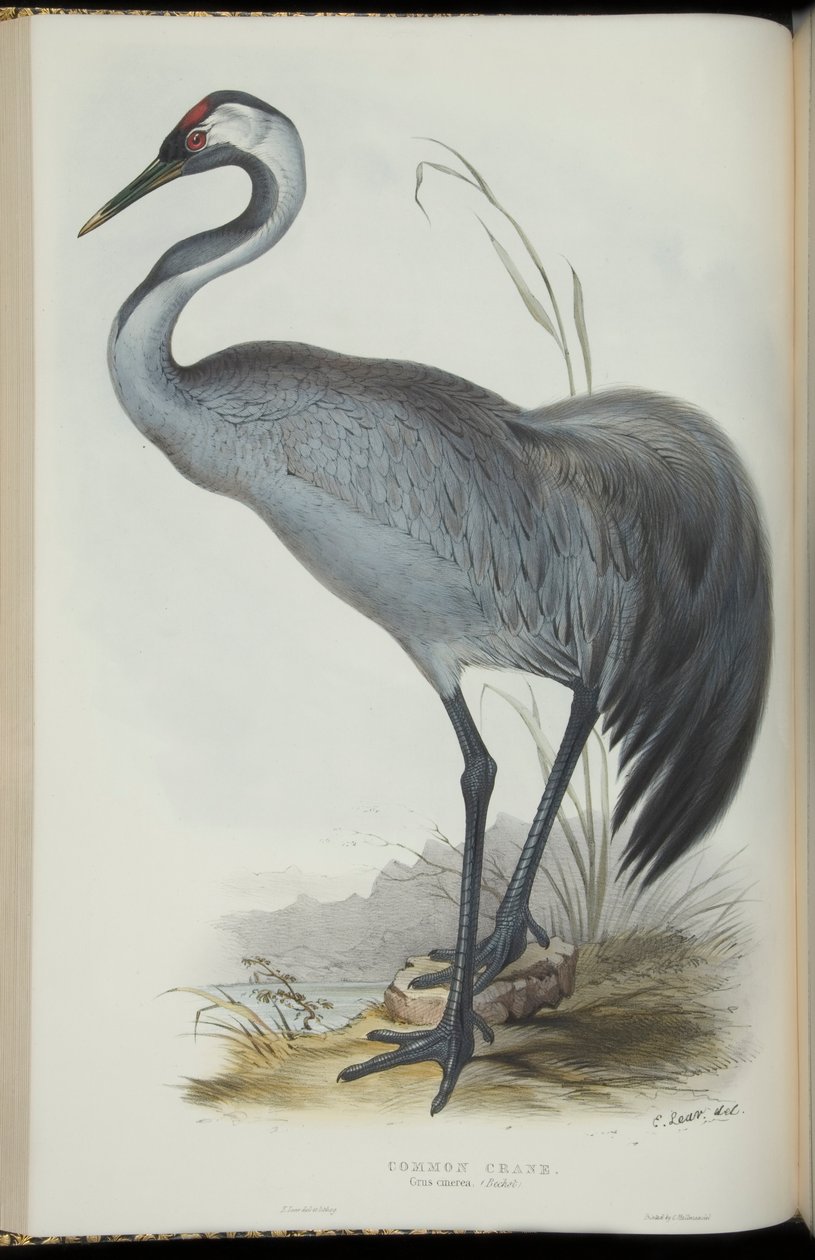 Vanlig trane, fra 'The Birds of Europe' av John Gould av Edward Lear