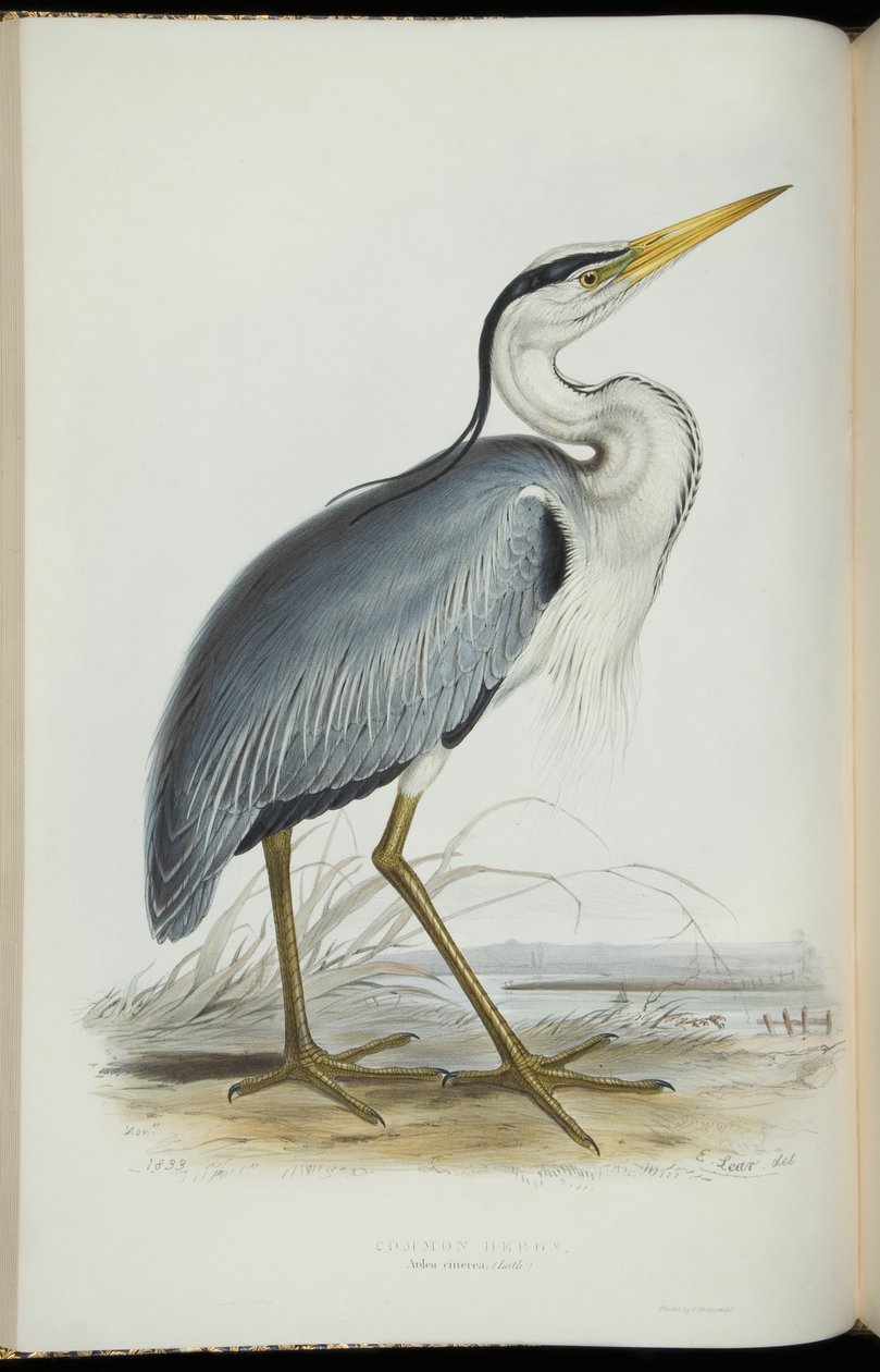 Common Heron, fra "The Birds of Europe" av John Gould av Edward Lear