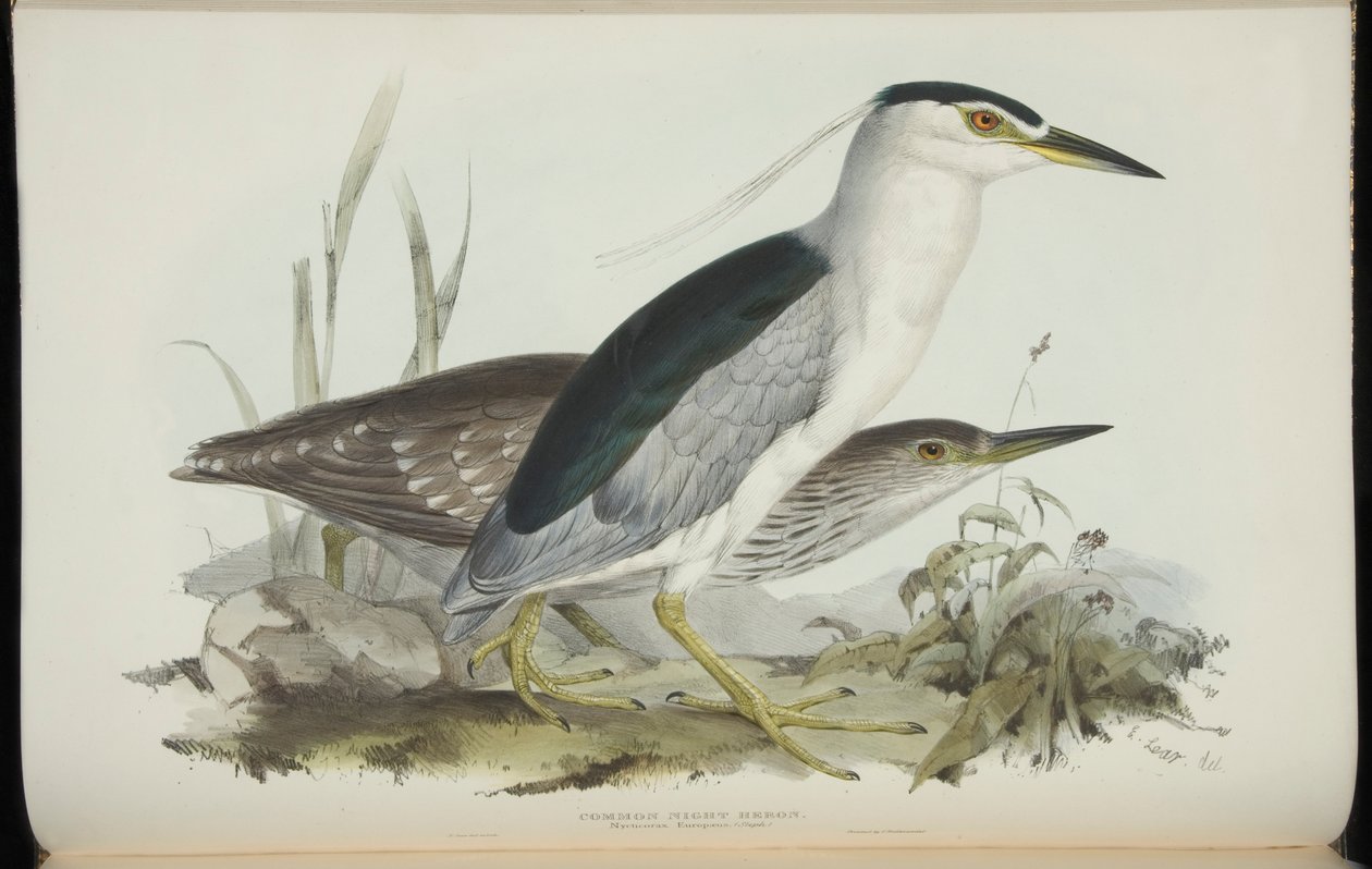Common Night Heron, fra "The Birds of Europe" av John Gould av Edward Lear