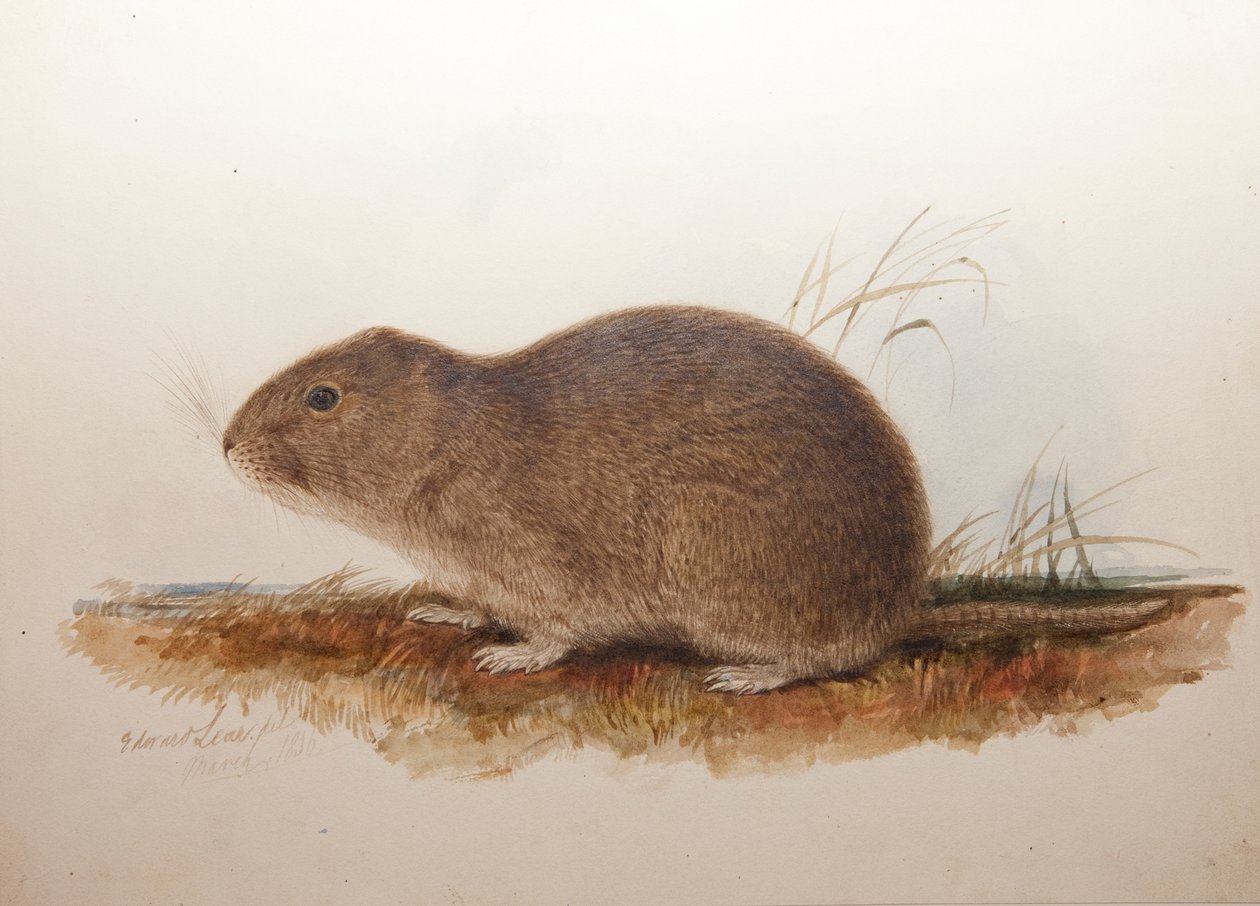 Ctenomys magellanicus, 1836 av Edward Lear