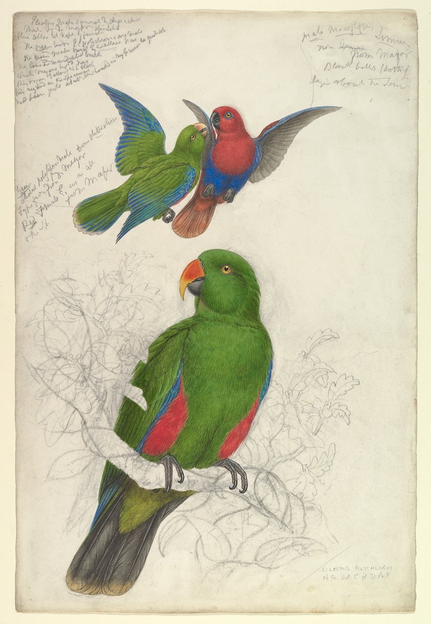Eclectus, den flekkete Polychloros av Edward Lear