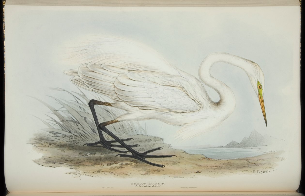 Great Egret, fra "The Birds of Europe" av John Gould av Edward Lear