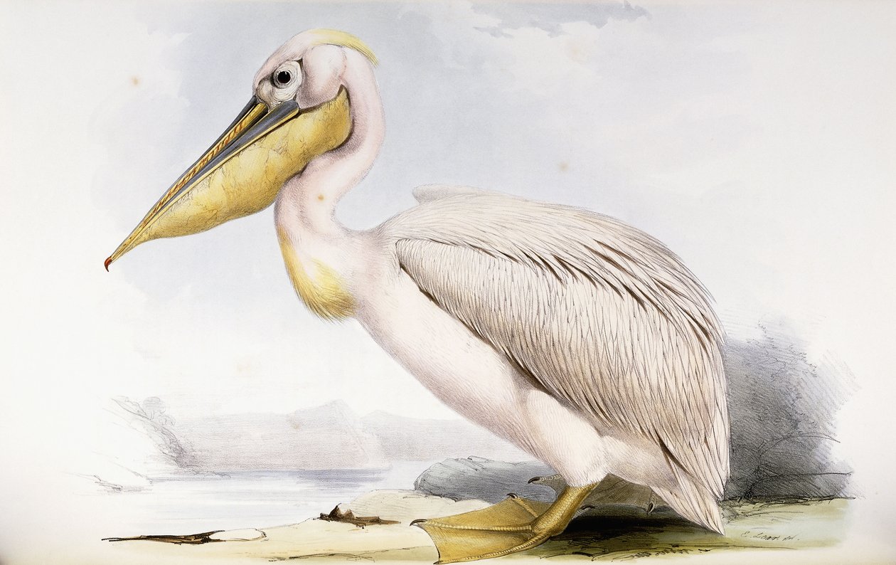 Flott hvit pelikan av Edward Lear