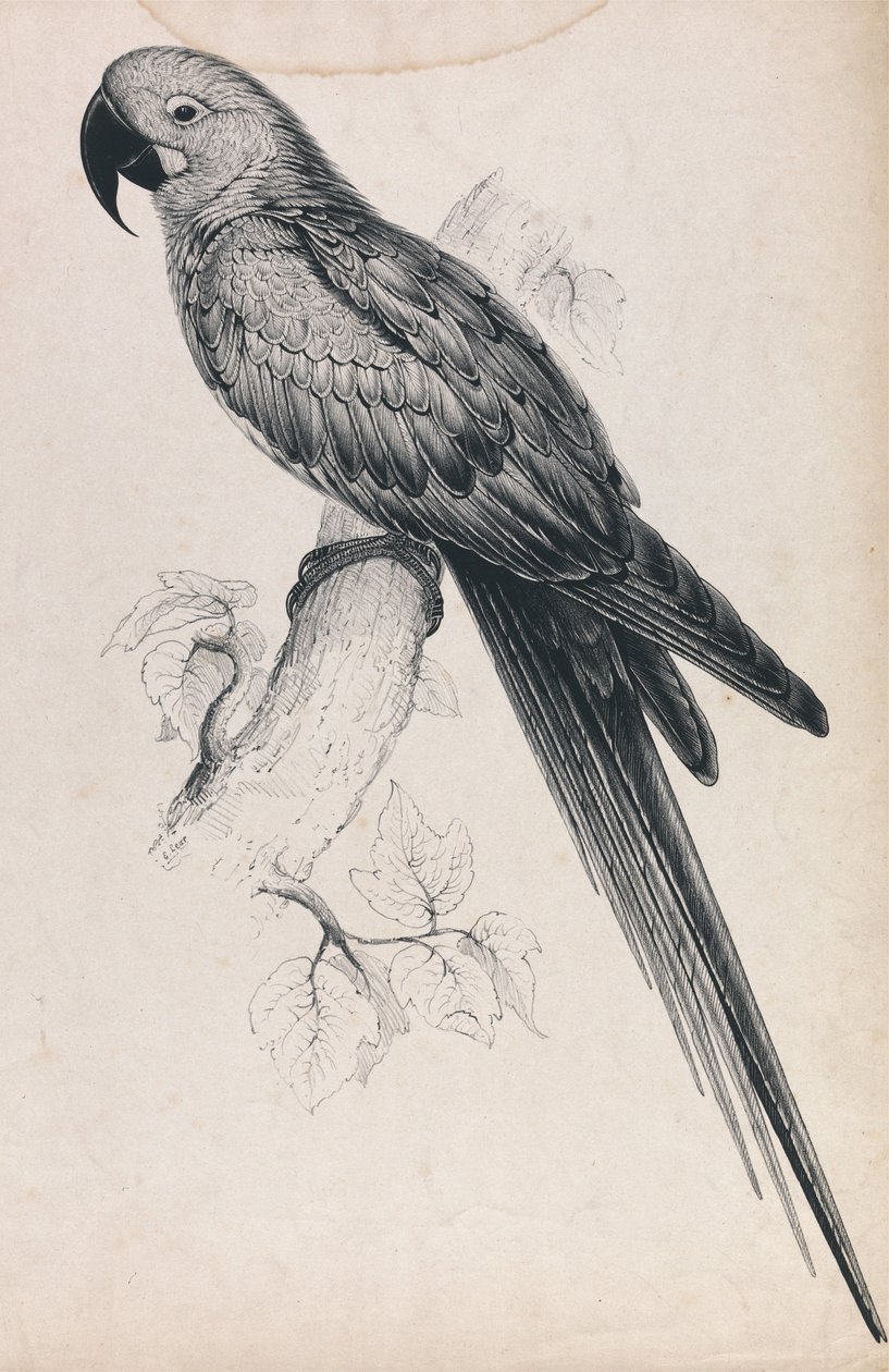 Hyacintara (plate 9) av Edward Lear