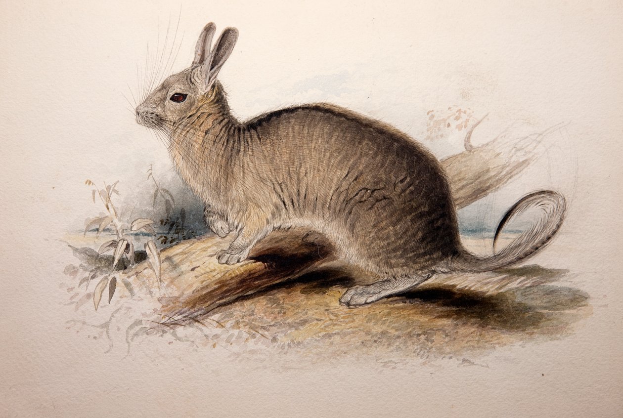 Lagotis cuvieri, 1833 av Edward Lear