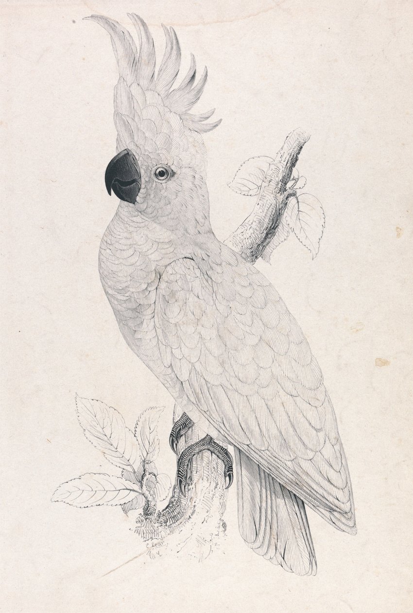 Liten gultoppkakadue (Plate 4) av Edward Lear