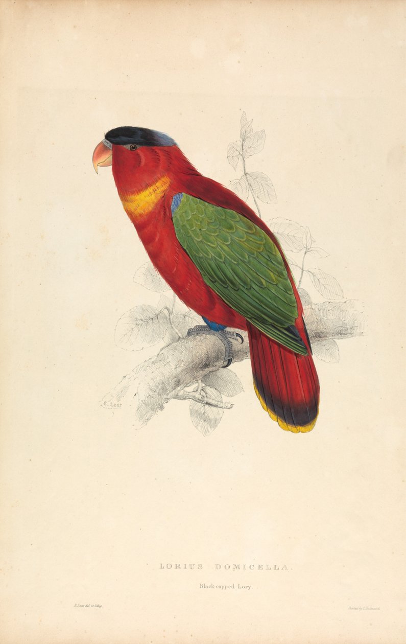 Lorius Domicella / Svarthette-lorry (plate 37) av Edward Lear