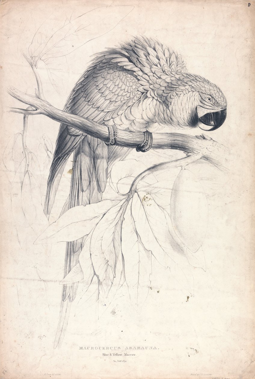 Macrocerus Ararauna / Blå- og gulara / 2/3 av naturlig størrelse (plate 8) av Edward Lear