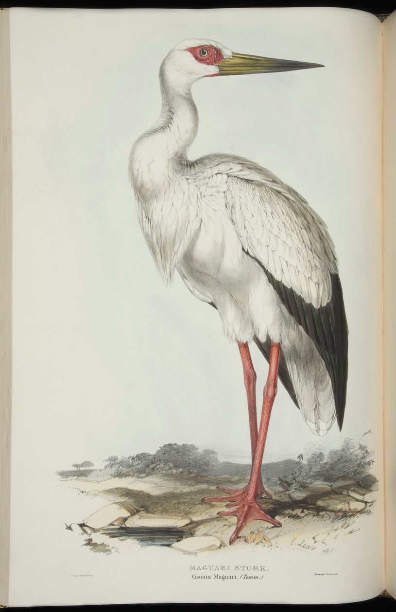 Maguari Stork, fra "The Birds of Europe" av John Gould av Edward Lear