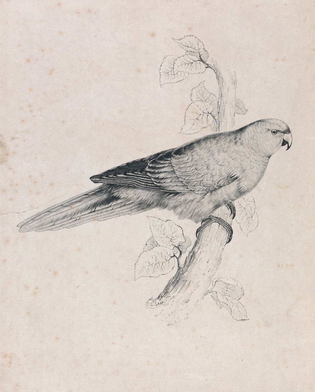 Stillehavsparakitt (plate 26) av Edward Lear