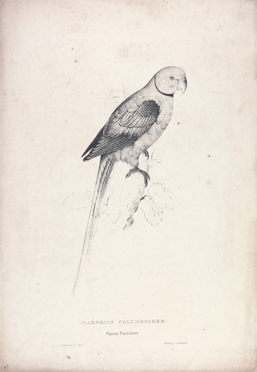 Palaeornia Columbiodes / Duvaparakitt (plate 31) av Edward Lear