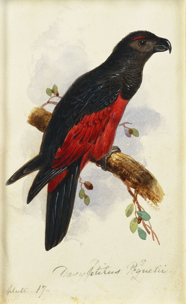 Pesquets Dasyptilus av Edward Lear