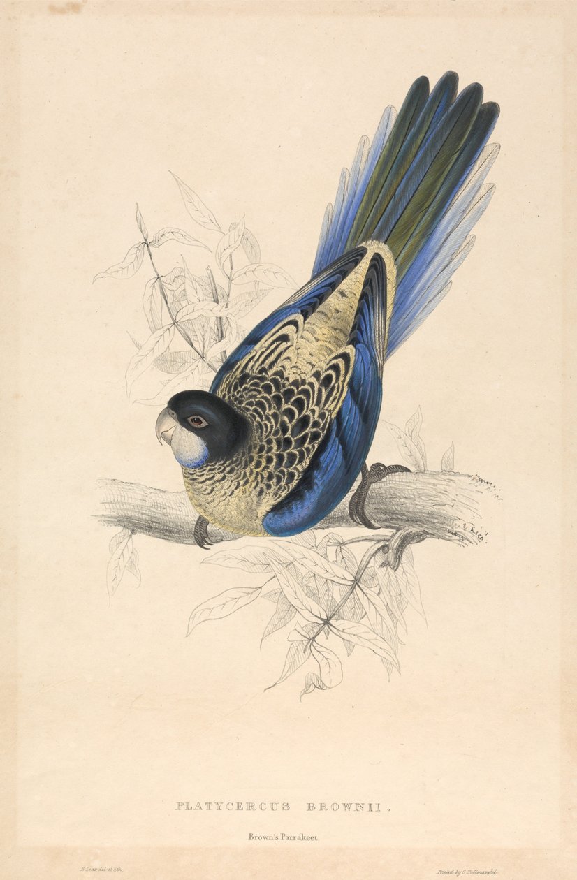 Platycercus brownii / Browns papegøye av Edward Lear