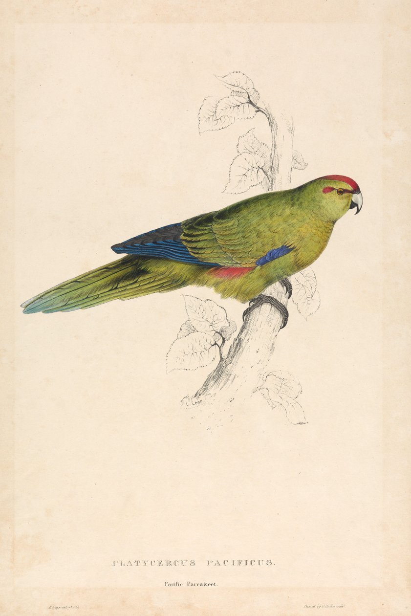 Platycercus pacificus / Stillehavsparakitt (plate 26) av Edward Lear