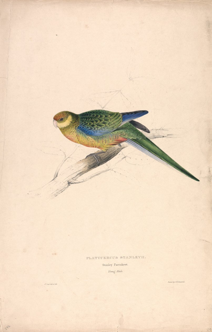 Platycercus Stanley II / Stanley-papegøye (ung hann) (Tavle 24) av Edward Lear