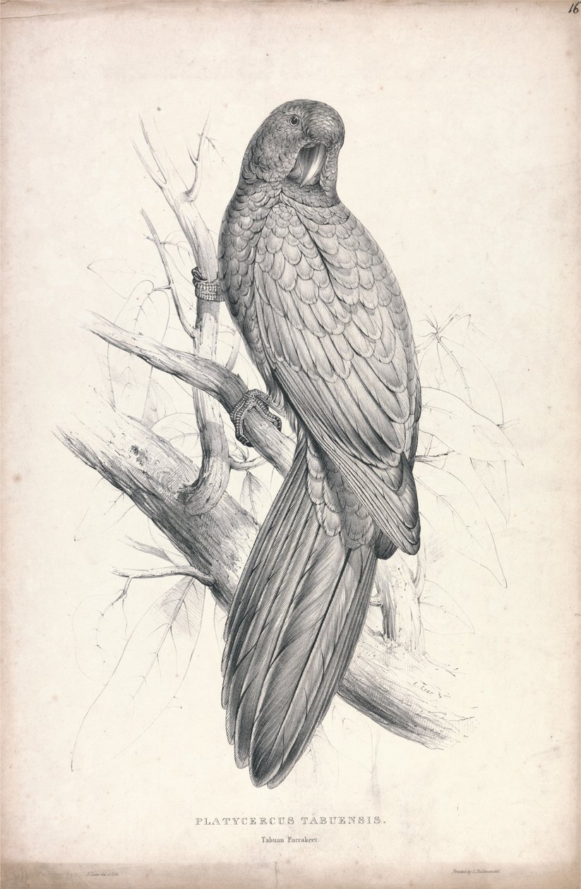 Platycereus tabuensis / Tabuan-parakaktus (plate 16) av Edward Lear