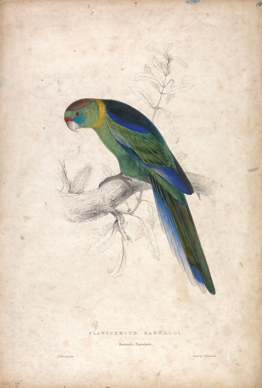 Platycerus barnardi / Barnards papegøye (plate 18) av Edward Lear