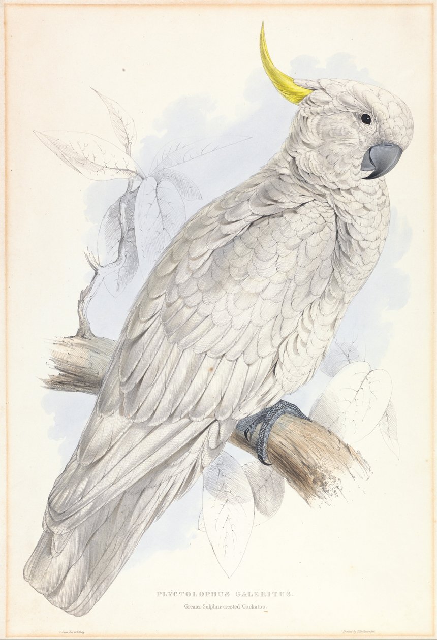  av Edward Lear