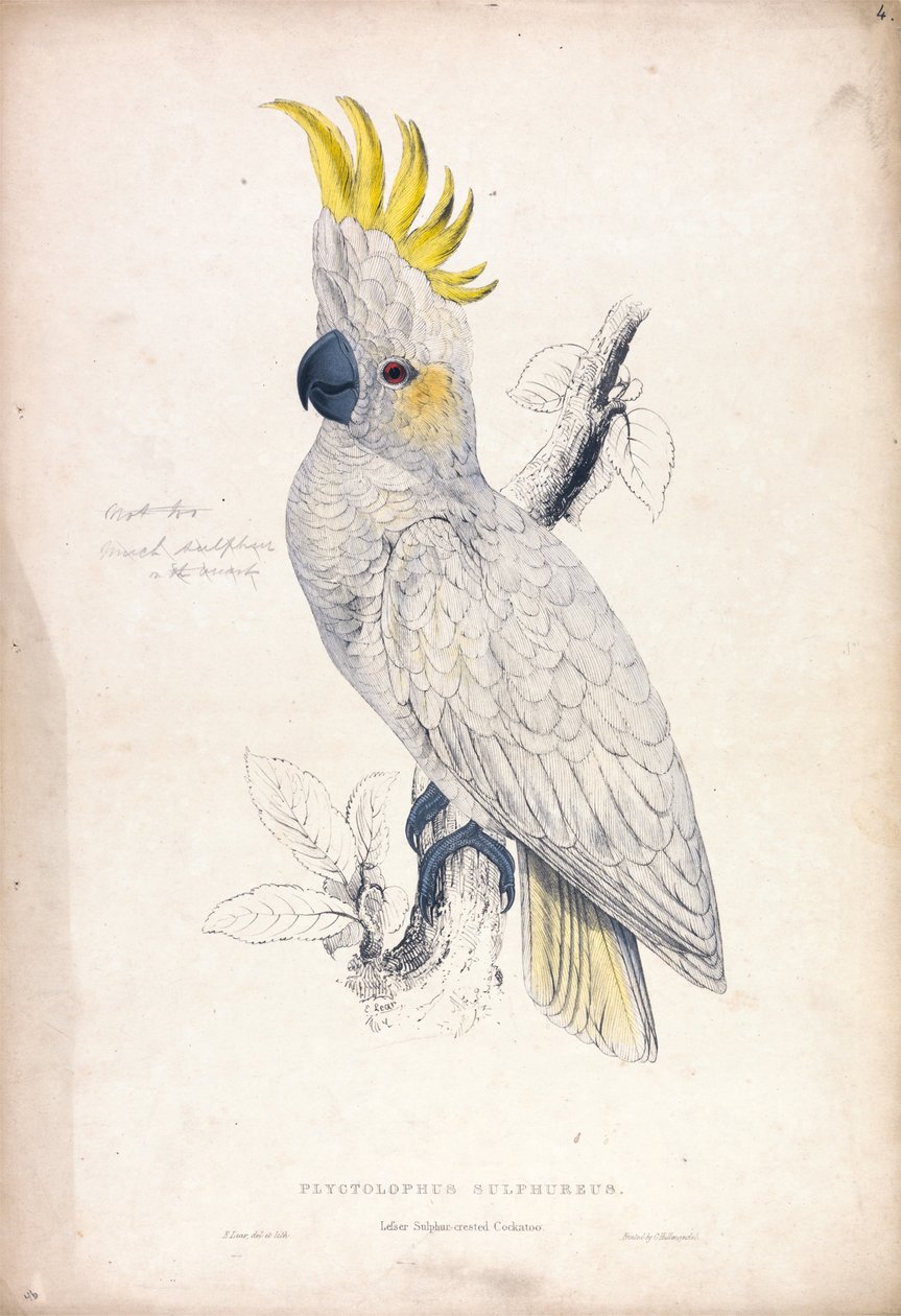 Plyctolophus Sulphureus / Liten gulkranset kakadue (Tavle 4) av Edward Lear