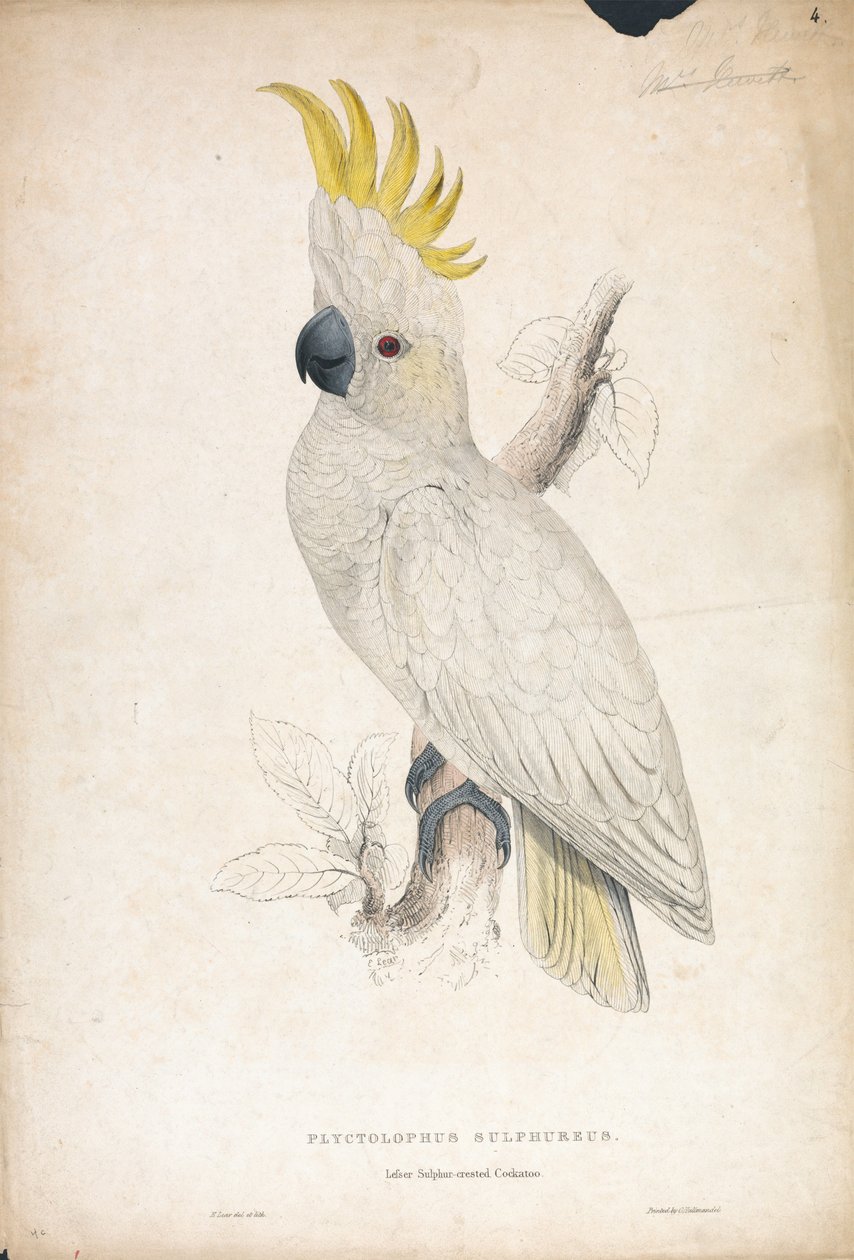 Plyctophus Sulphureus / Liten gulkranset kakadue (Tavle 4) av Edward Lear