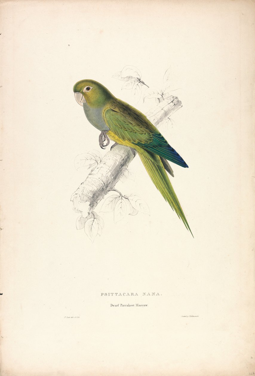 Psittacara Naria / Dvergpapegøye (Plate 12) av Edward Lear
