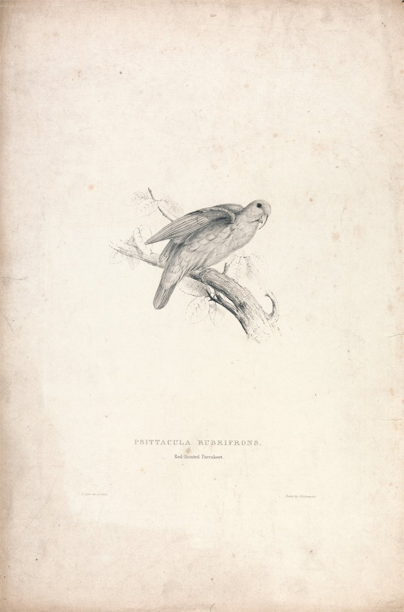 Psittacula rubrifrons / Rødpannet papegøye (plate 41) av Edward Lear