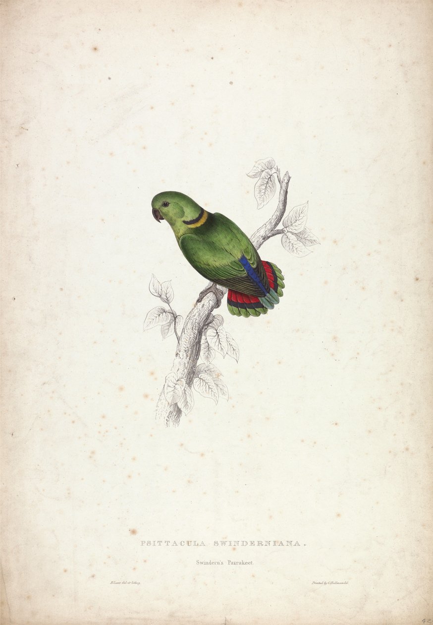 Psittacula swinderniana. Swinderns papegøye av Edward Lear