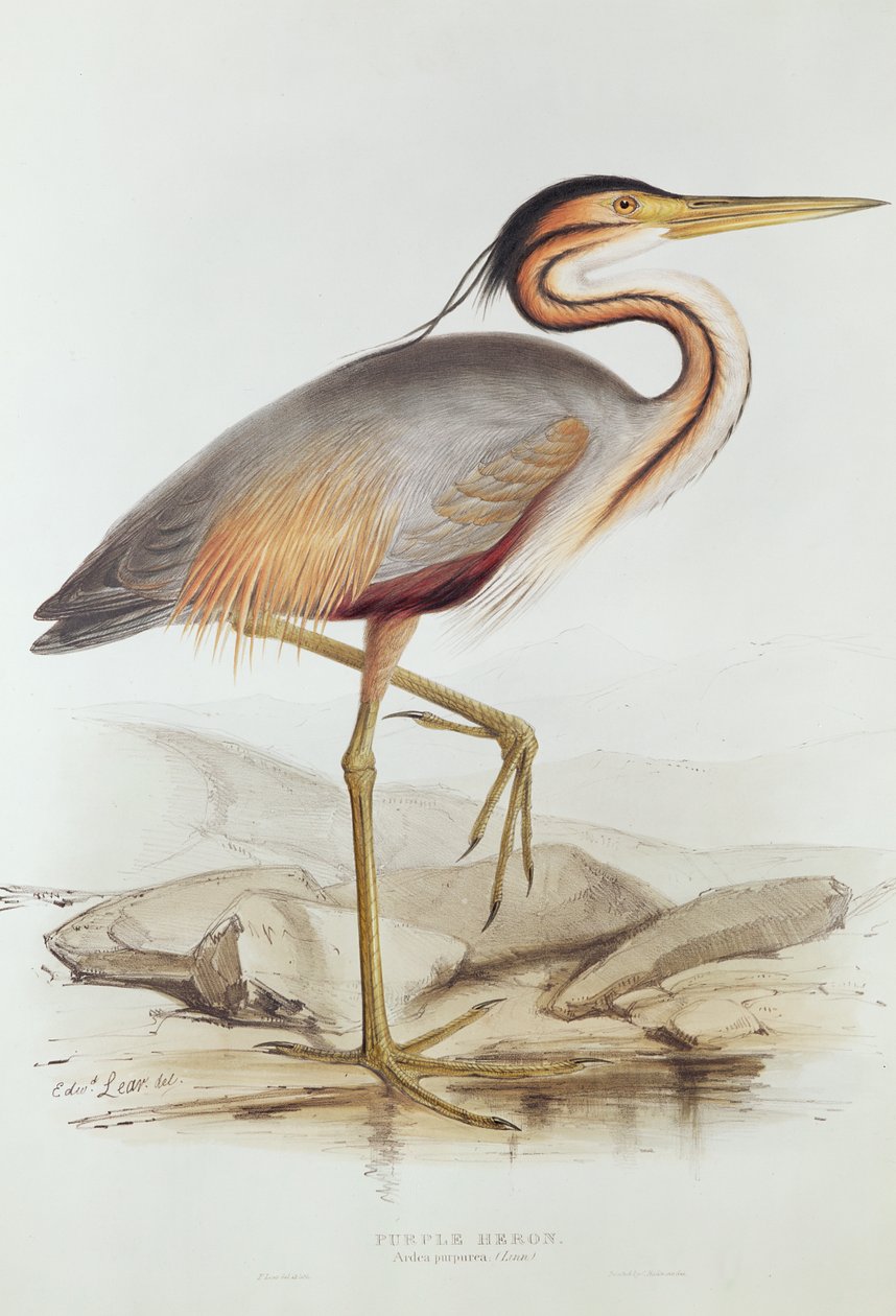 Purple Heron (fargegravering) av Edward Lear