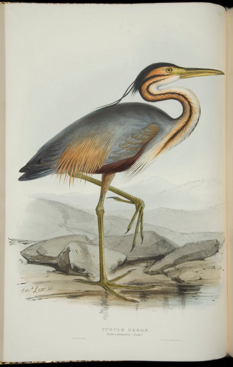 Purple Heron, fra "The Birds of Europe" av John Gould av Edward Lear