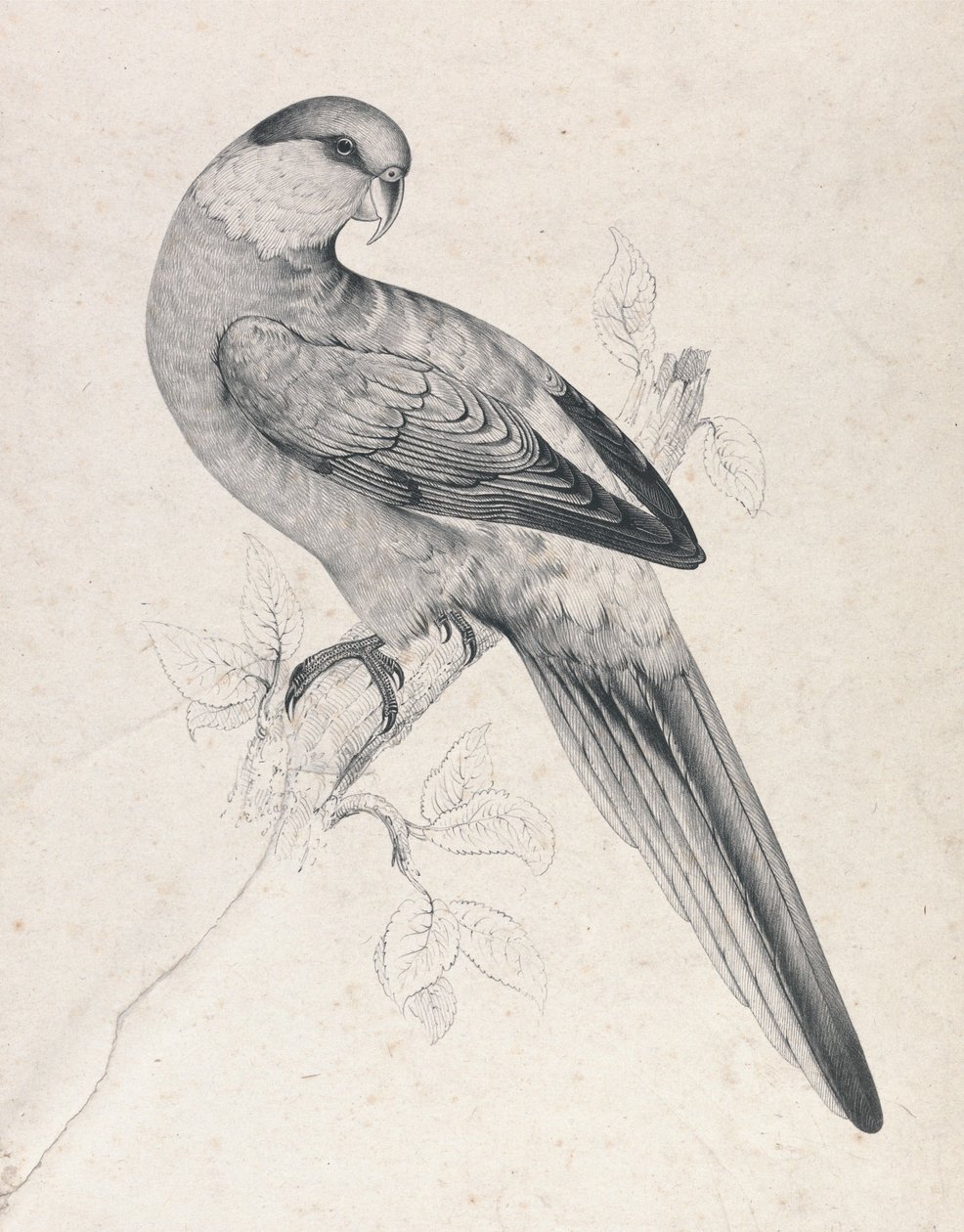 Rødhattpapegøye, hann (plate 21) av Edward Lear