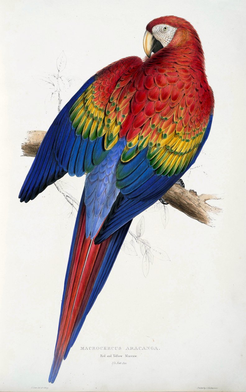 Rød og gul ara (Macrocercus aracanga), fra Illustrasjoner av familien til Psittacida, eller Papegøyer, pub. 1832 (farget gravering) av Edward Lear