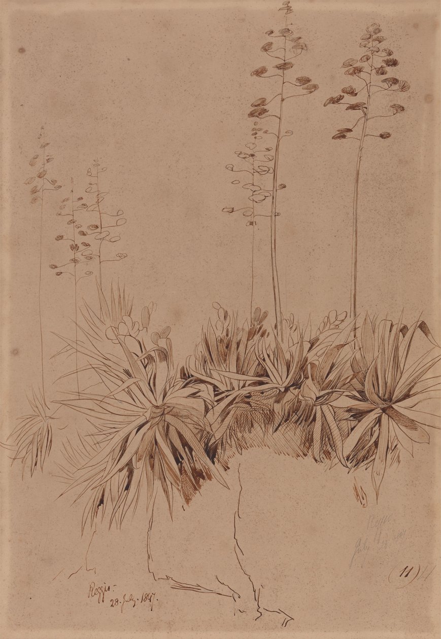 Reggio av Edward Lear
