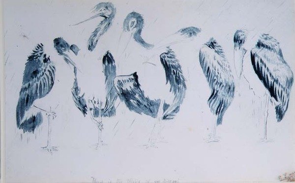 Studier av storke av Edward Lear