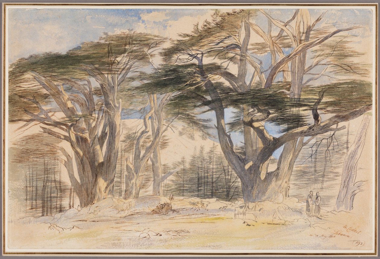 Libanons sedertre av Edward Lear
