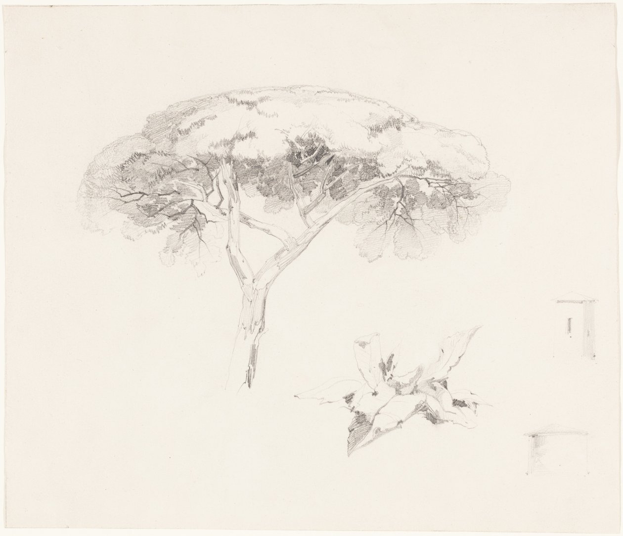 «Umbrella Pine» og andre studier av Edward Lear