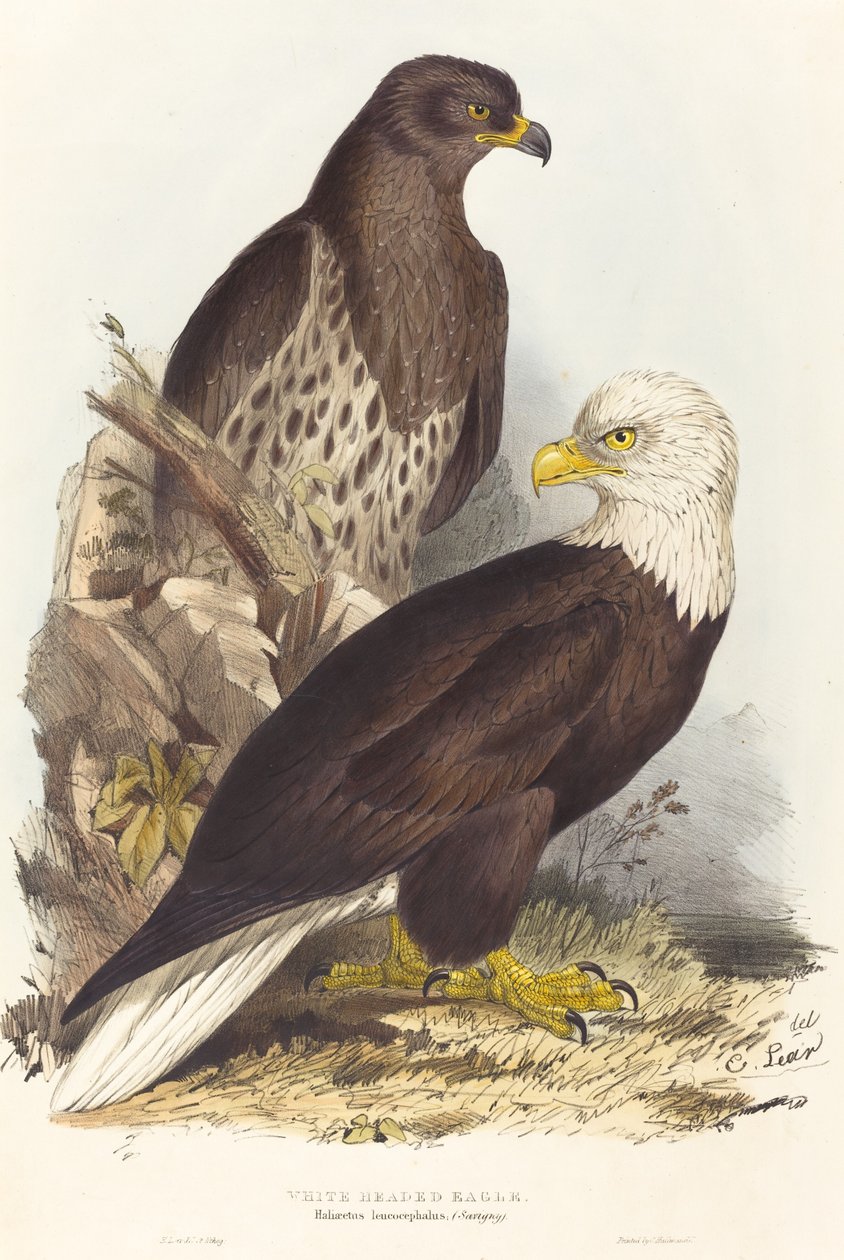 Hvithodeørn Haliaetus leucocephalus, utgitt 1832-1837. av Edward Lear