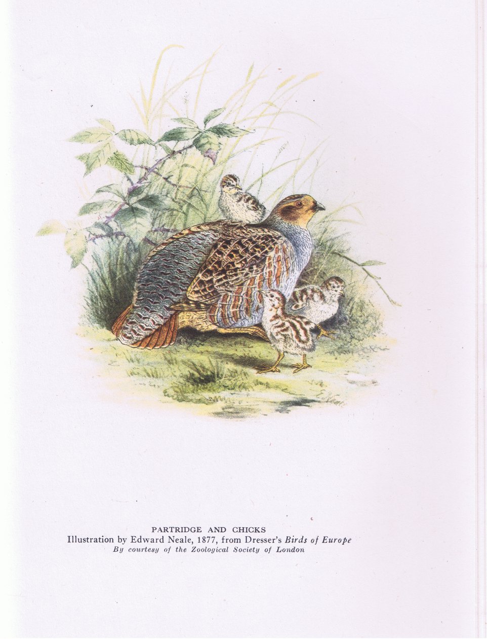 Partridge and chicks, Nature in Britain utgitt av Collins av Edward Neale