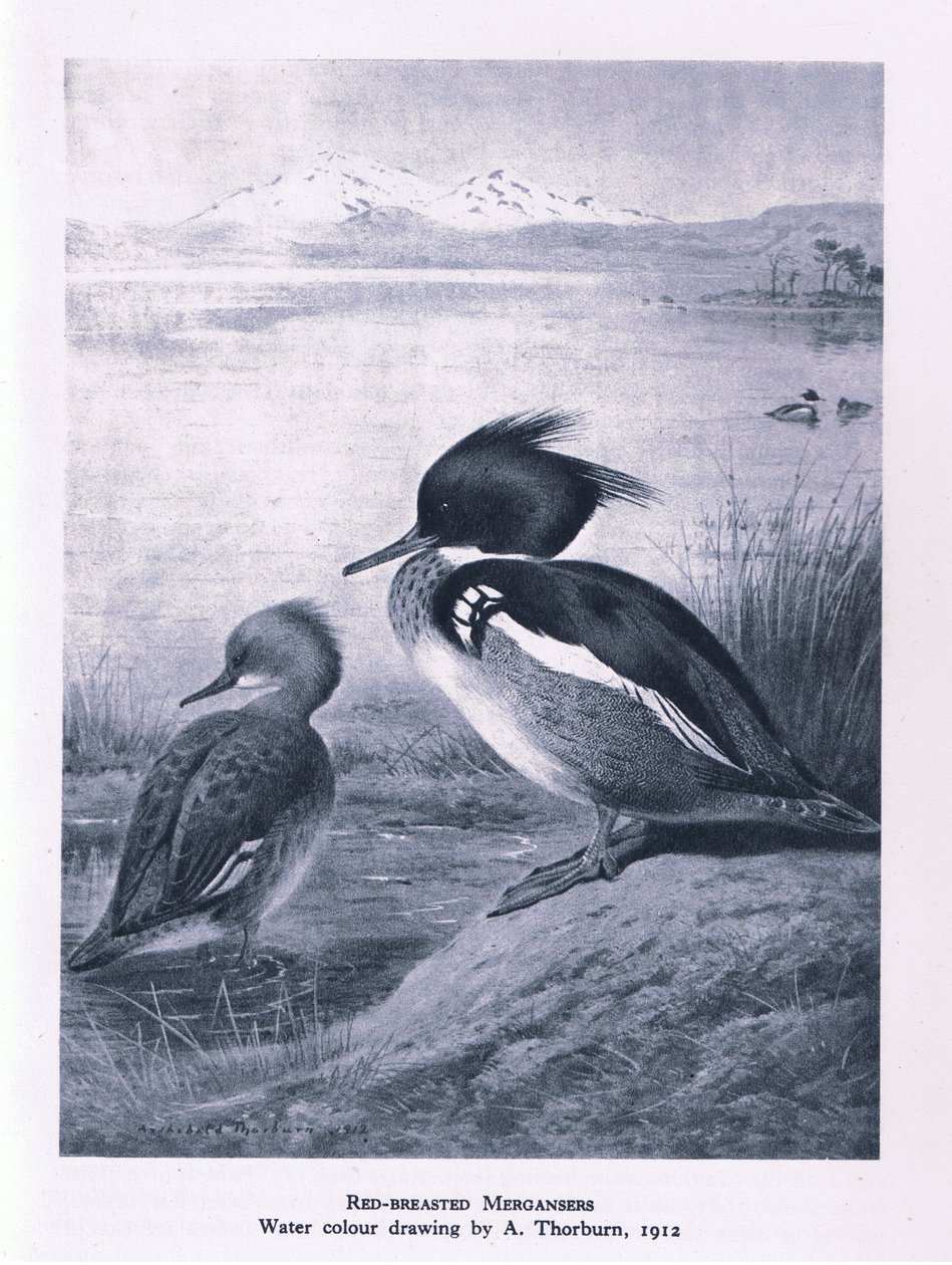 Red Breasted Merganser, Nature in Britain utgitt av Collins, 1946 av Edward Neale