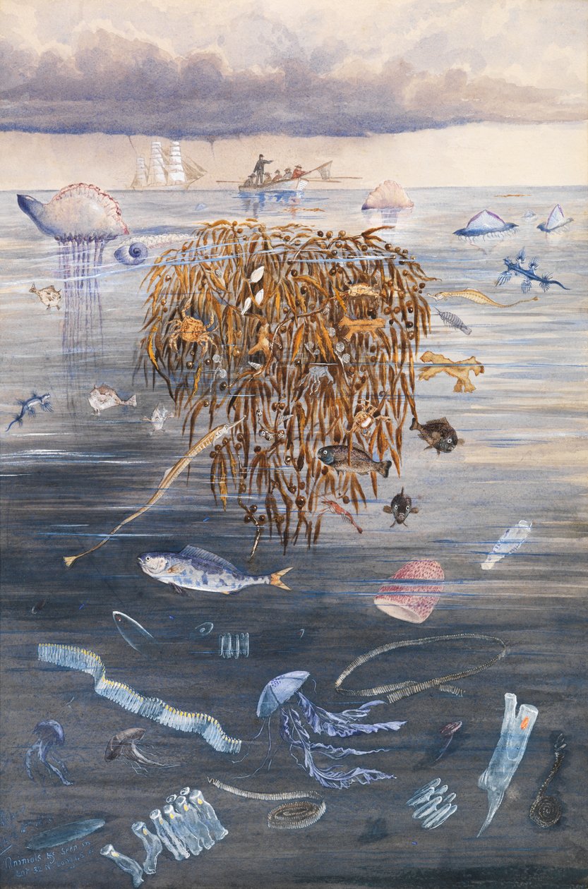 Sea Life i Nord-Atlanteren, 1873 av Edward Roper
