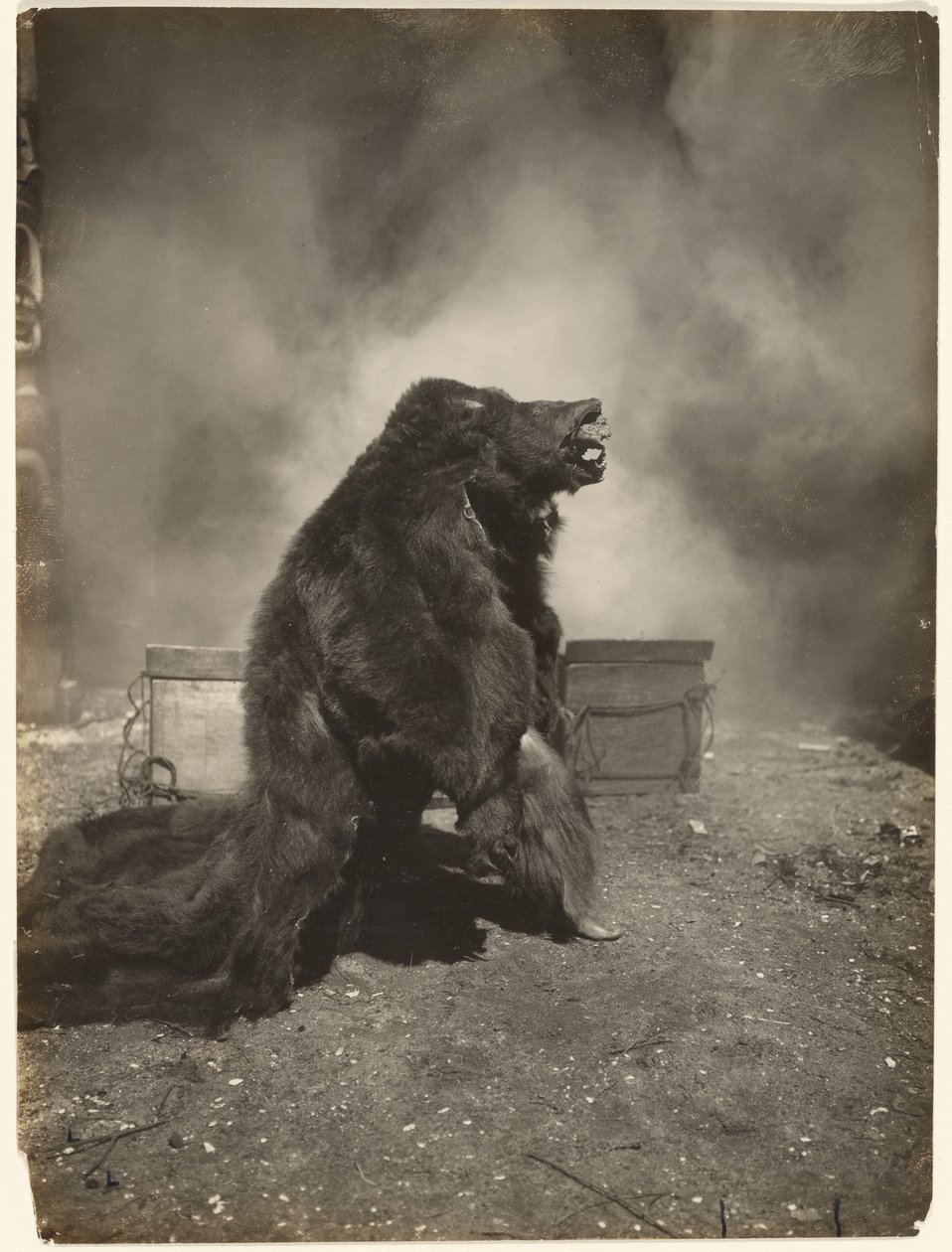 La den lure svartbjørnen danse sin dans av Edward S. Curtis