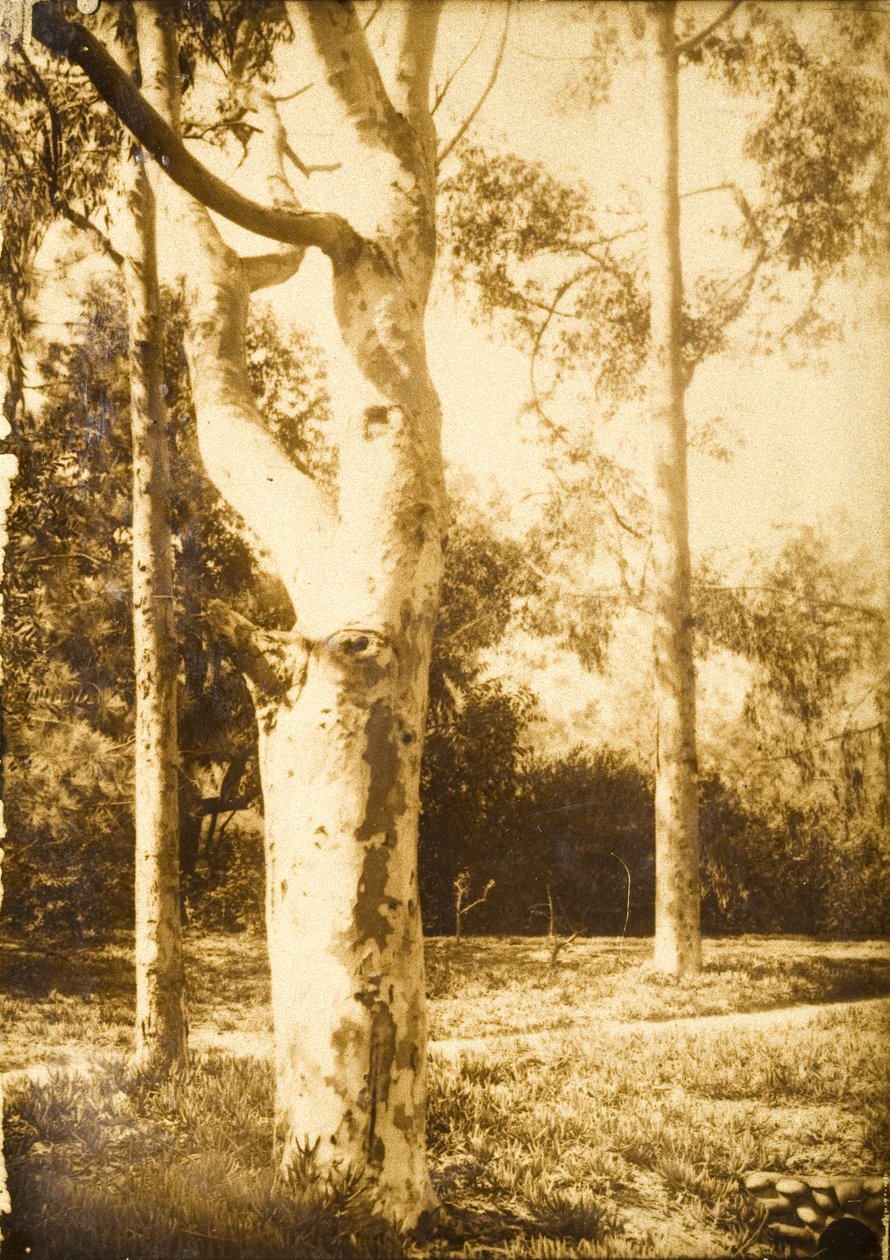 Auf dem Bauernhof, Seattle, Washington av Edward Sheriff Curtis