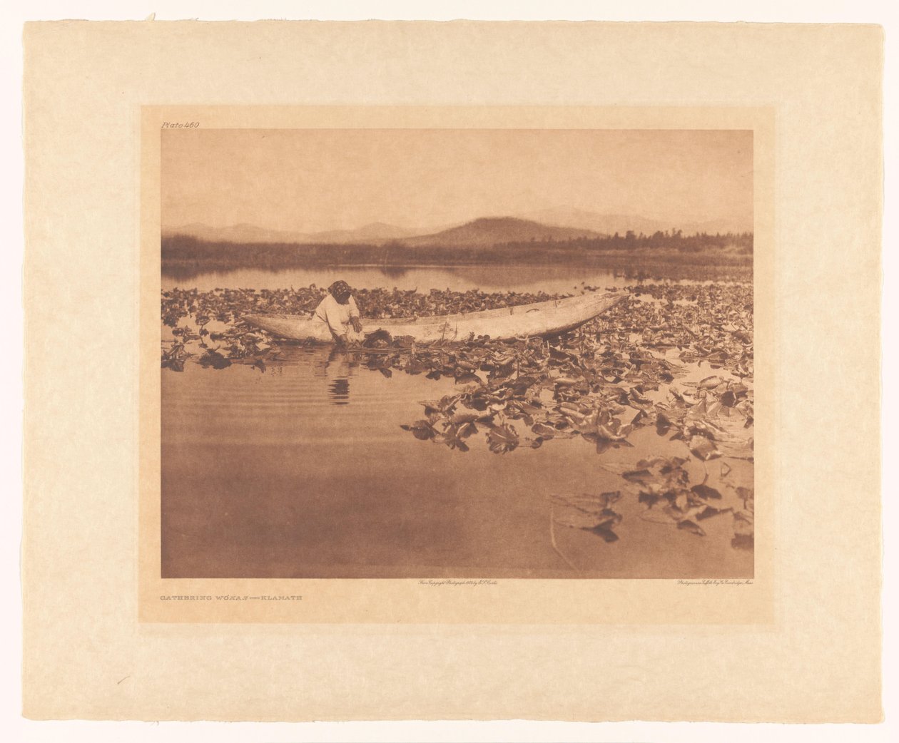 Innsamling av wokas - Klamath av Edward Sheriff Curtis
